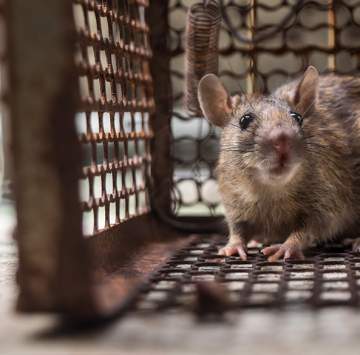 Dératisation, Désinsectisation et Désinfection à Mérignac et aux alentours Dératisation, Désinsectisation et Désinfection à Mérignac et aux alentours